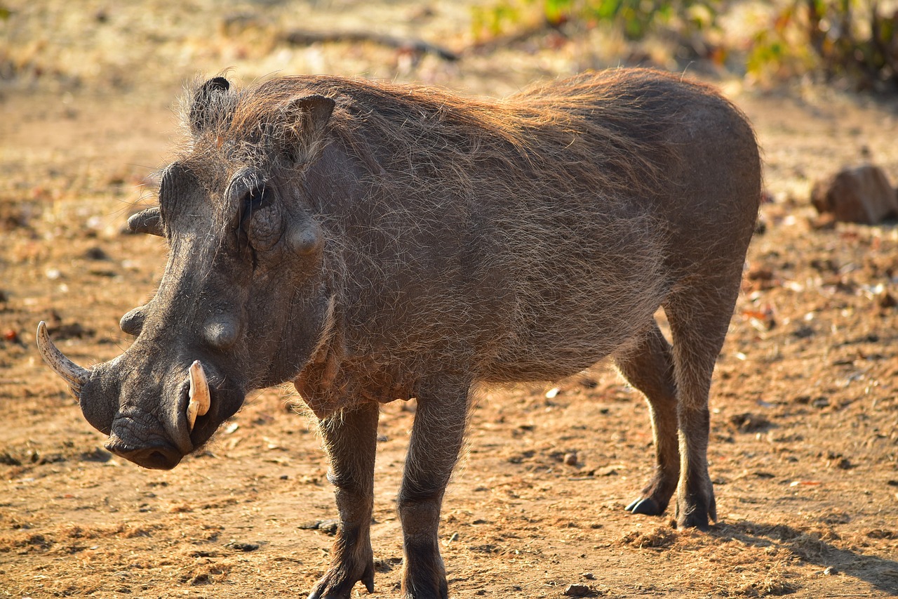 Warthog