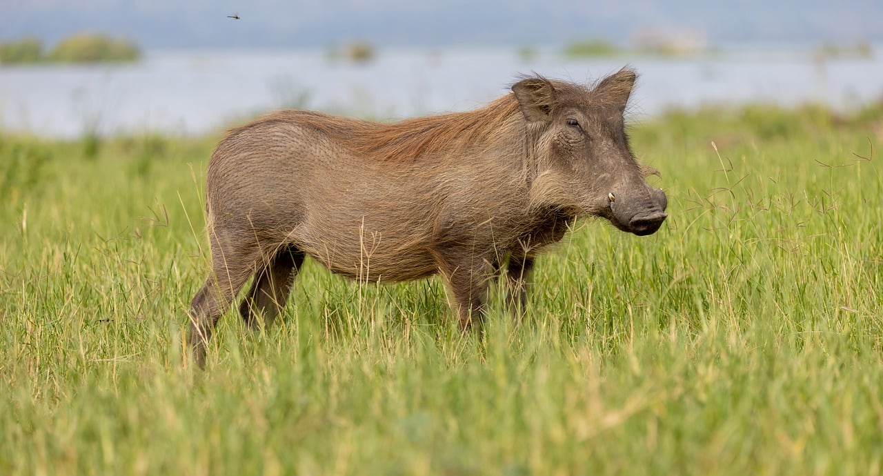 Warthog