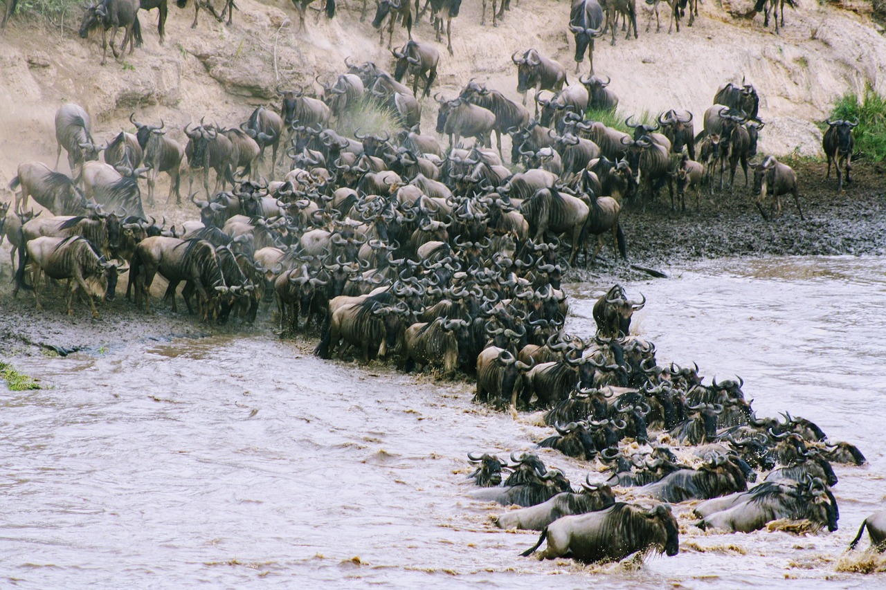 Great Wildebeest Migration in Serengeti National Park