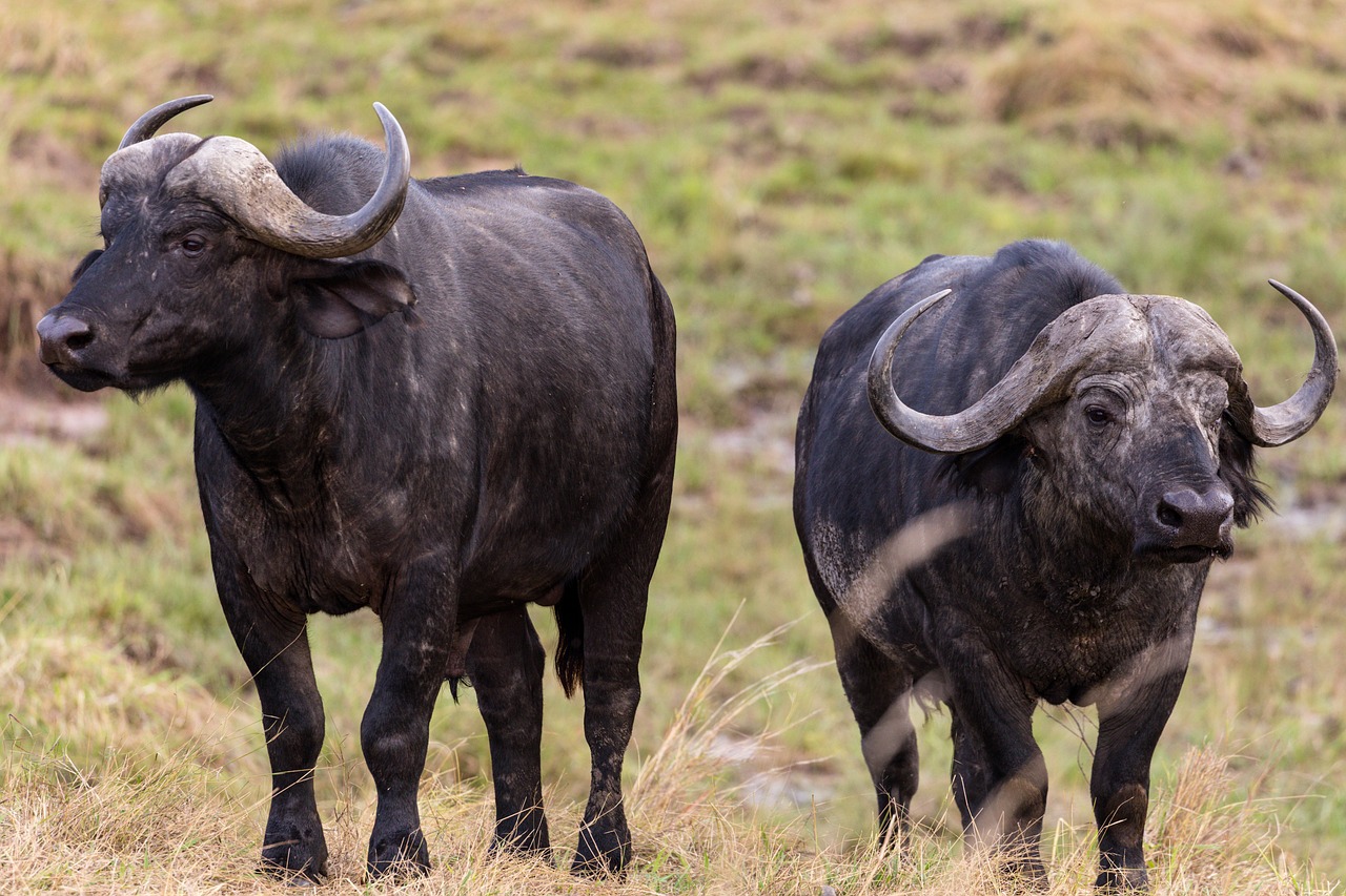 Nairobi National Park