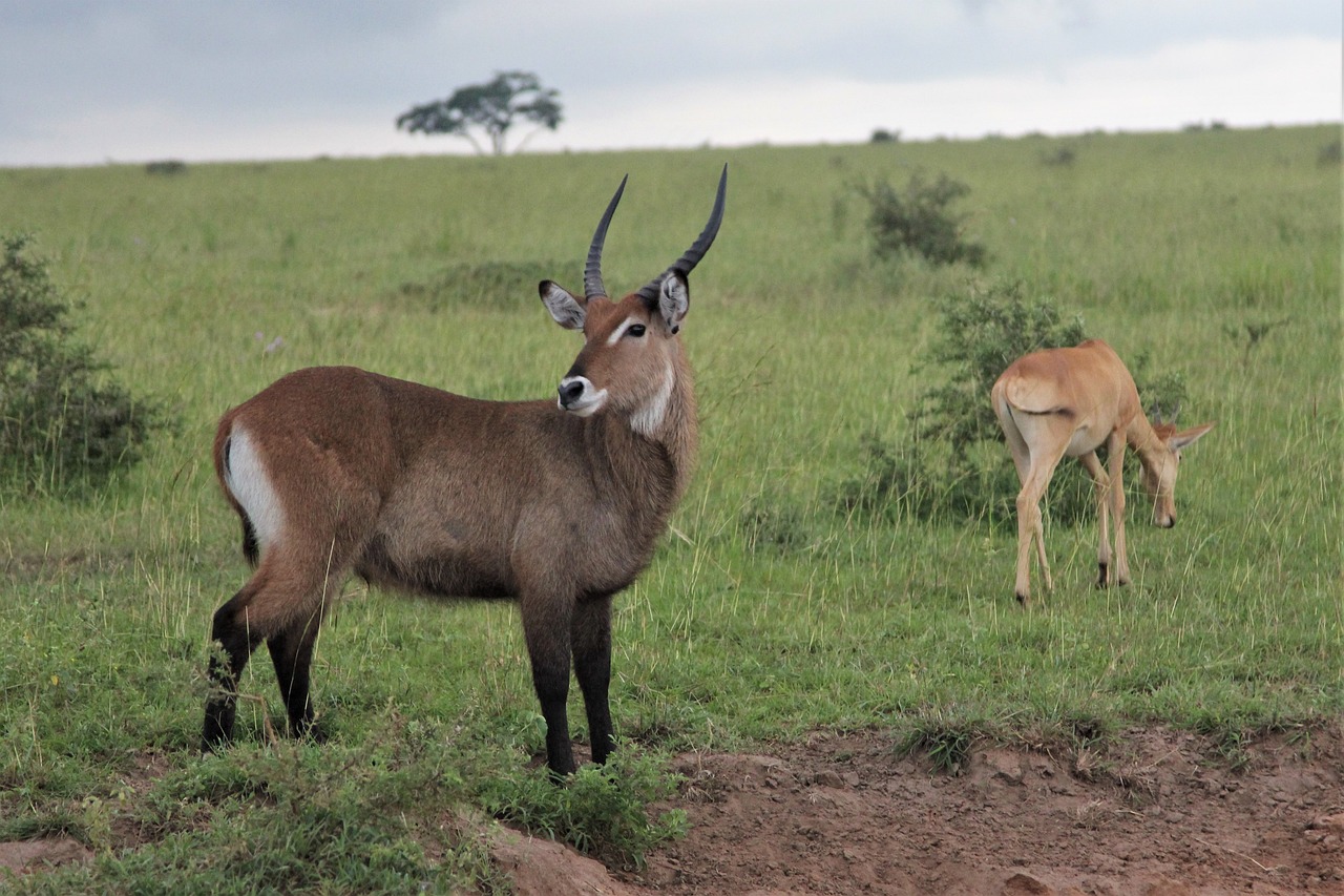 Lake Mburo National Park