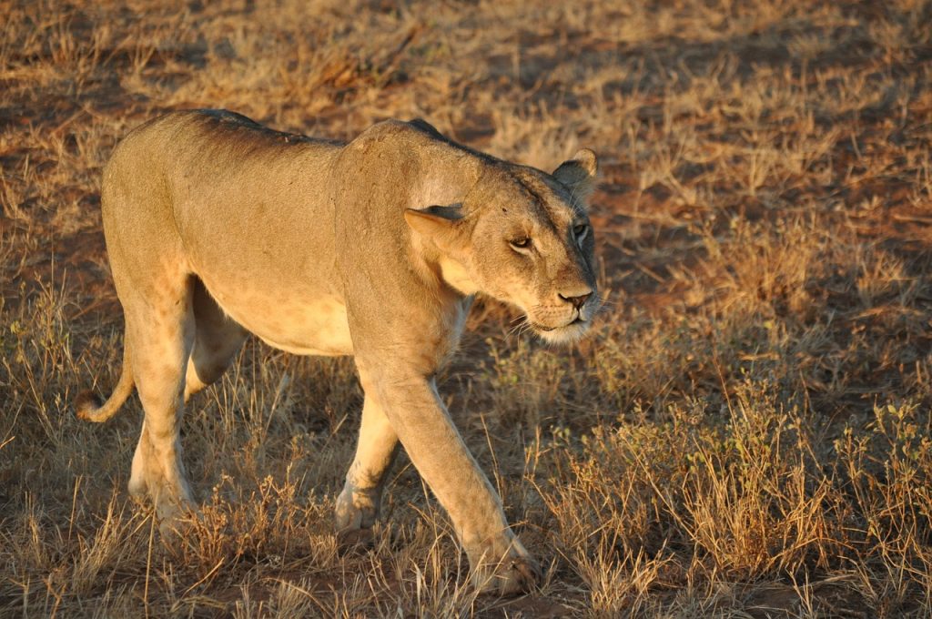 Ruaha National Park Lion 