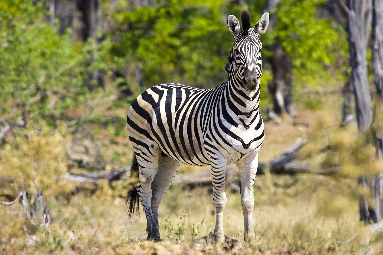 Zebra: The Iconic African Equine