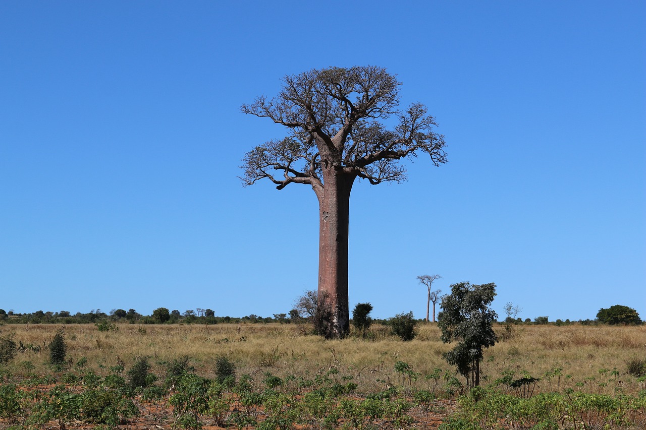 The Avenue of the Baobabs