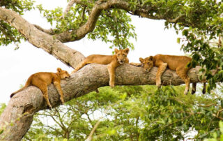 Ishasha sector - tree climbing lions