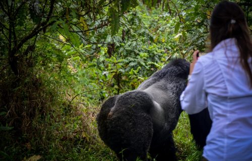 Gorilla Tracking in Bwindi