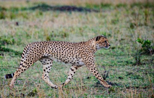 cheetah-7746311_1280 (1)