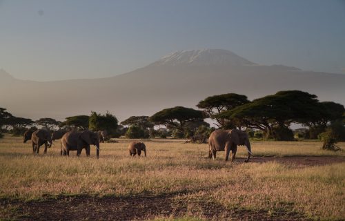 elephants-279992_1280