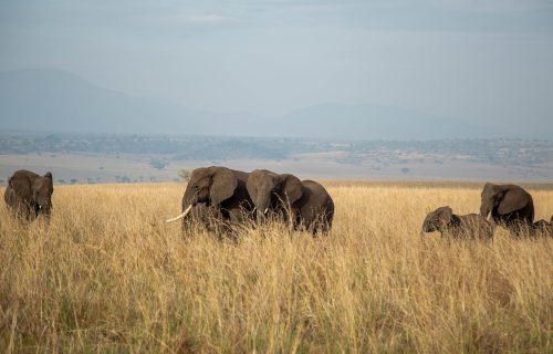 elephants-6007613_1280