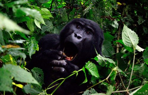 Mountain Gorilla Trekking in Rwanda