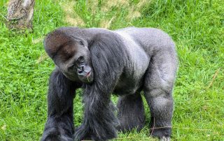 Silverback Gorilla