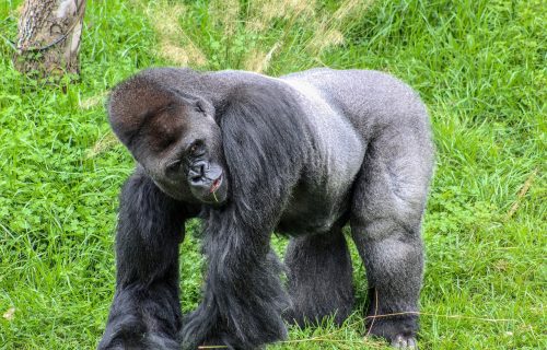 Silverback Gorilla