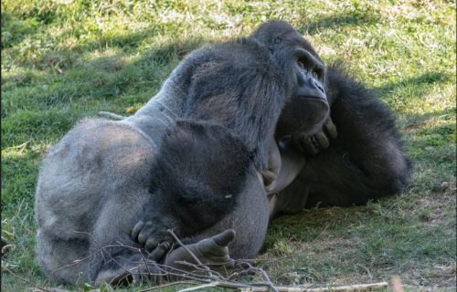 Gorilla Trekking in Volcanoes National Park, Rwanda