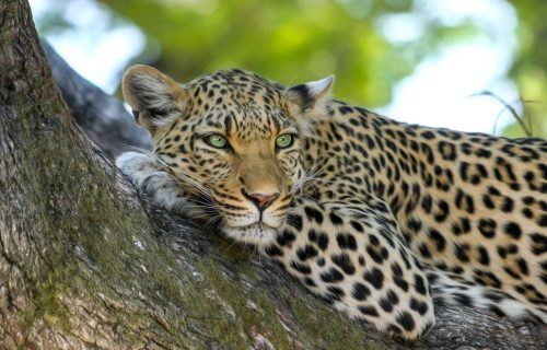 leopard-515509_1280