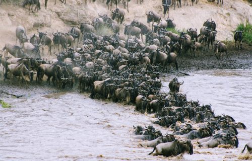 Great Wildebeest Migration in Serengeti National Park