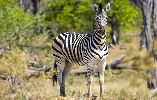 zebra-722151_1280