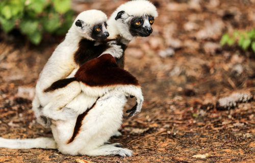 coquerels-sifaka-1809664_1280